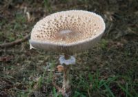 Parasol Fungi: Click to enlarge